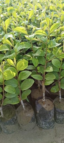 Sundari Apple Ber Plant