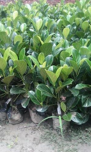 Thai Jackfruit Plant