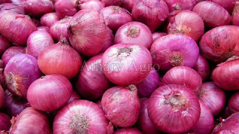 Fresh Onion 02