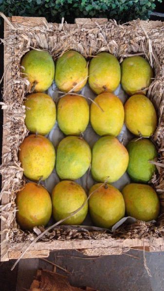 fresh alphonso mangoes