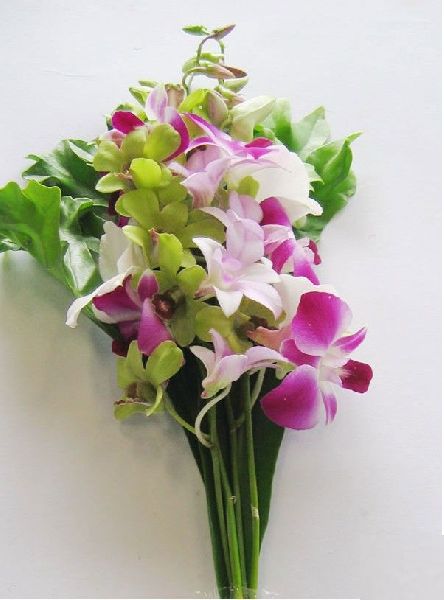 Fresh Orchid Flower
