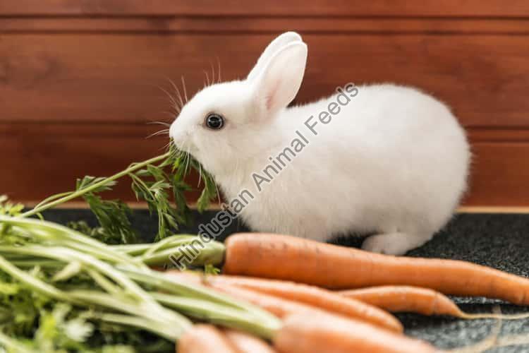 PET Rabbit Food
