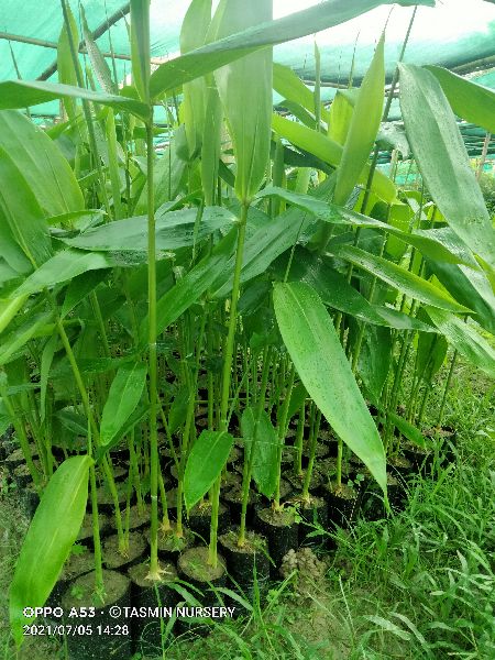 Muli Bamboo Plants
