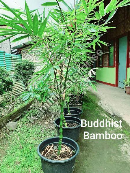 Buddhist Bamboo