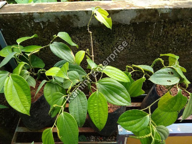 Grafted Black Pepper Plant