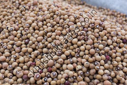 Bambara Beans