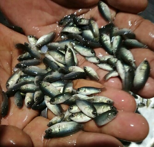 Vietnam Koi Fish Seeds