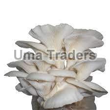 Fresh Oyster Mushroom