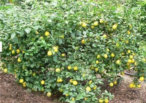 Lemon Plant