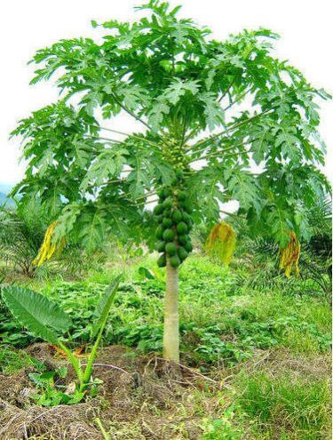 Papaya Plant