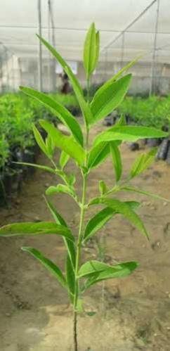 White Sandalwood Plant