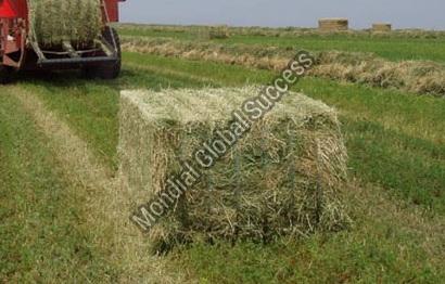 Alfalfa Hay Grass