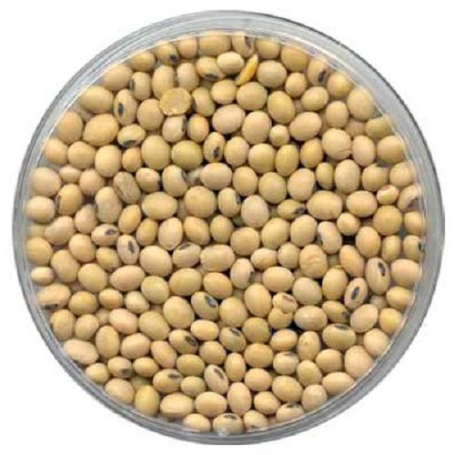 GS335 Soybean Seeds