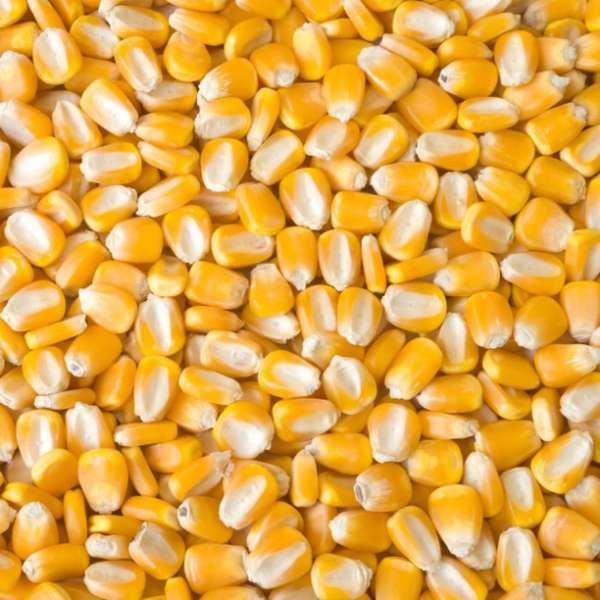 Yellow Maize