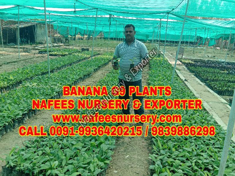 Banana Dwarf Plant