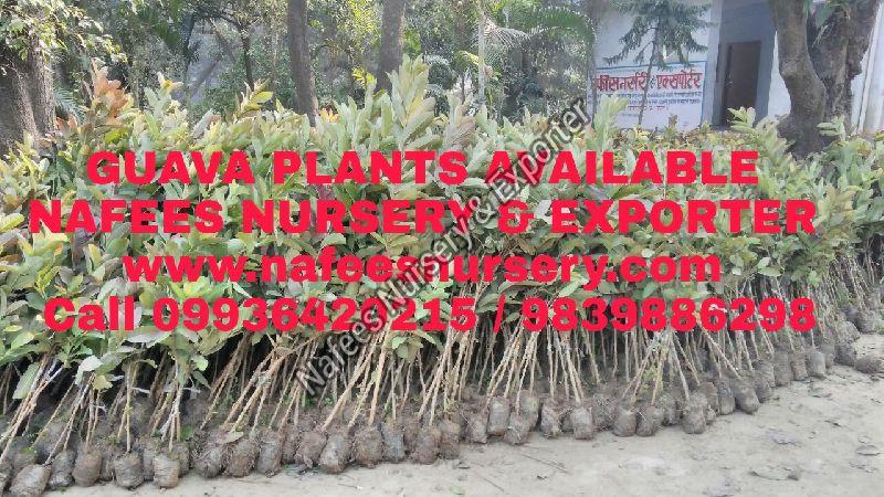 Guava Allahabad Safeda Grafted Plant