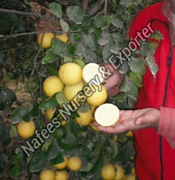 Imported Italian Seedless Lemon Plant