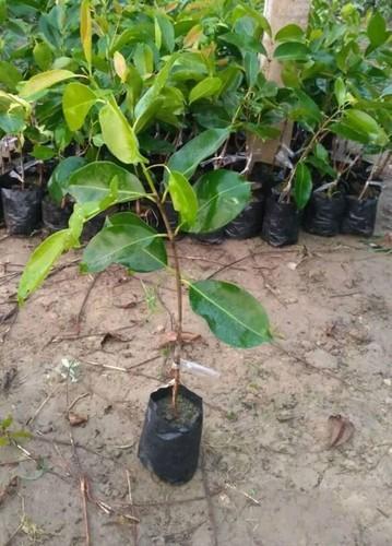 Jamun Plant