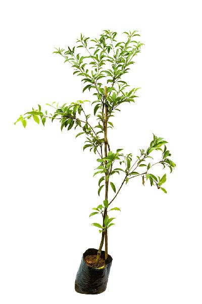Sapota Plant