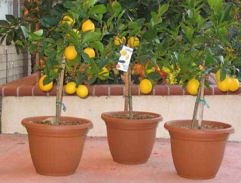 Sweet Lemon Plant
