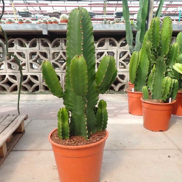 Euphorbia Ingens Cactus Plant 3
