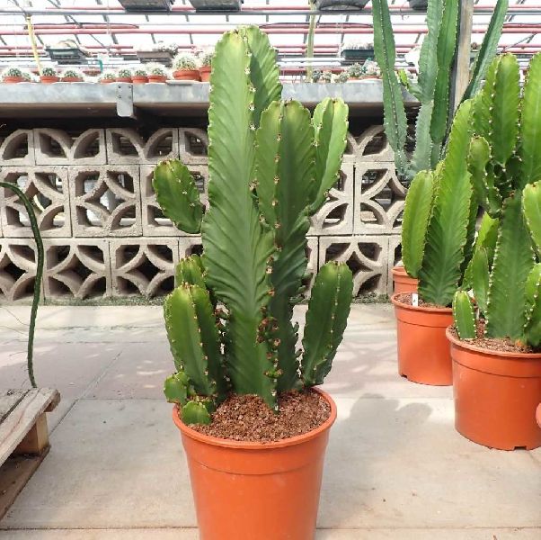 Euphorbia Ingens Cactus Plant