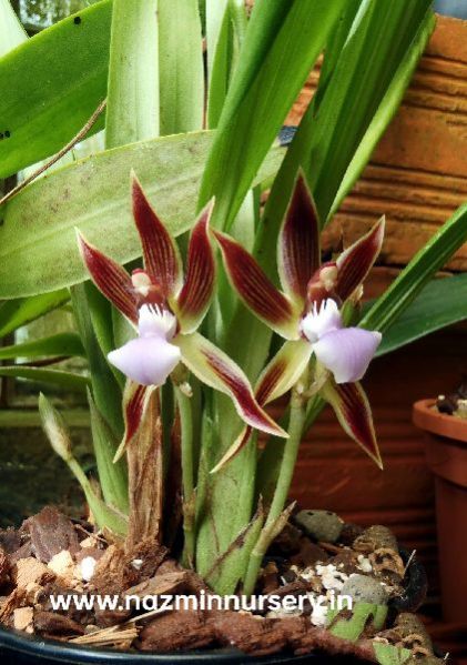 Zygopetalum Plant
