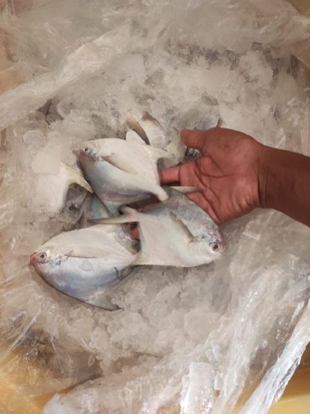 Promfet fish supplier