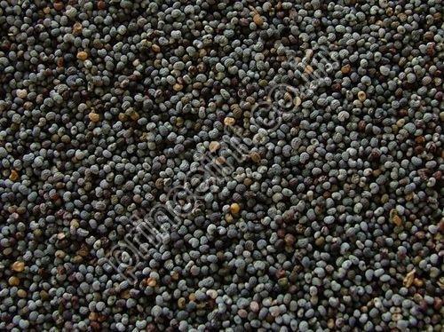 Indian Shatavari Herbal Seeds