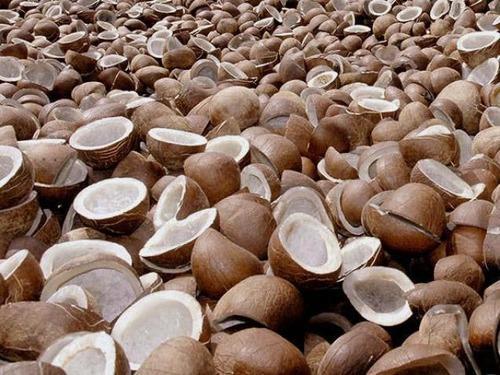 Premium Dry Coconut (Copra)