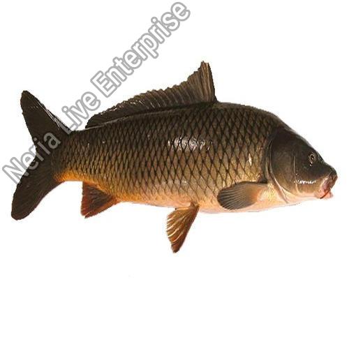Rahu Fish