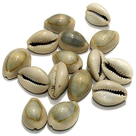 Grey Cowrie Shells