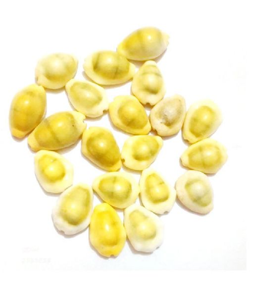 Yellow Cowrie Shells