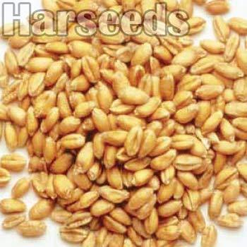 Kudrat 9 Wheat Seeds