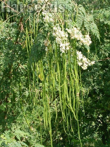 Moringa Grass Seeds