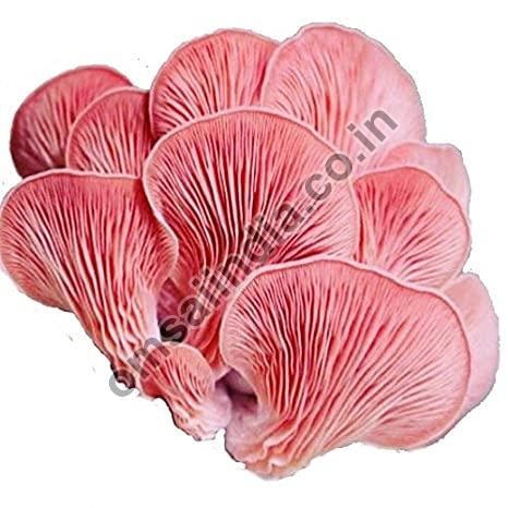 Pink Oyster Mushroom Spawn