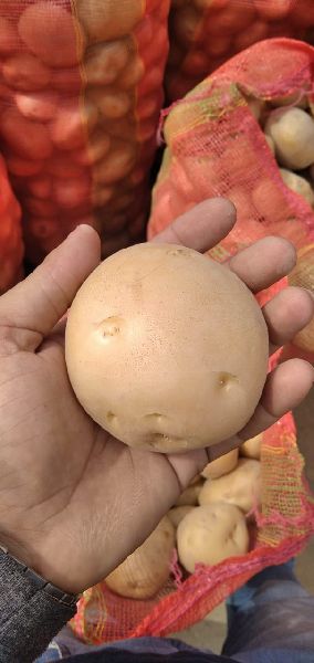 Indian 3797 Potato