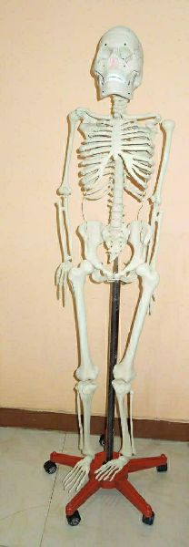 Human body skeleton model