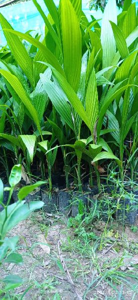 Areca Nut Sumangala Plant