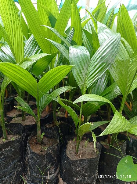 Arecanut Mangala Inter C Plant