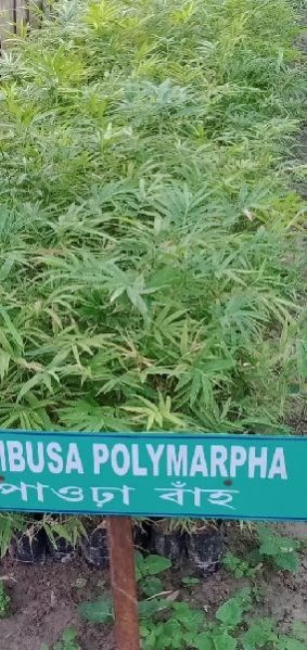Bambusa Polymorpha Plant