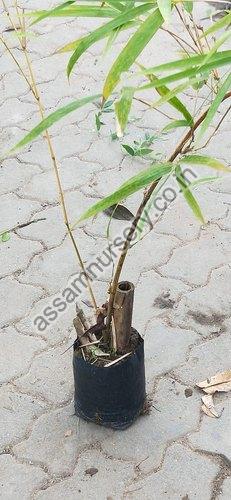 Bambusa Tulda Bamboo Plant