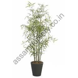Dendrocalamus Asper Bamboo Plant