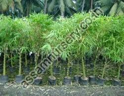 Dendrocalamus Giganteus Bamboo Plant
