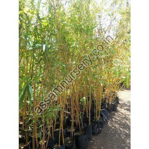 Golden Bamboo Plant