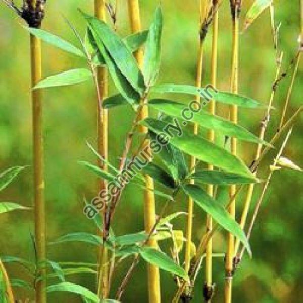 Melocanna Baccifera Bamboo Plant