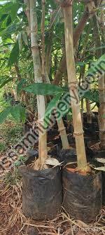Oliveri Bamboo Plant