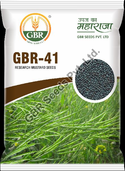 GBR-41 Mustard Seeds