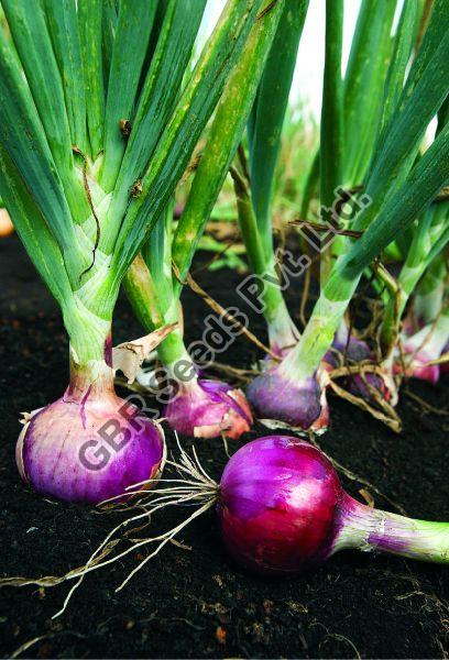 GBR-51 Onion Seeds