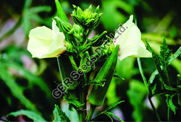 Marigold F1 Okra Seeds
